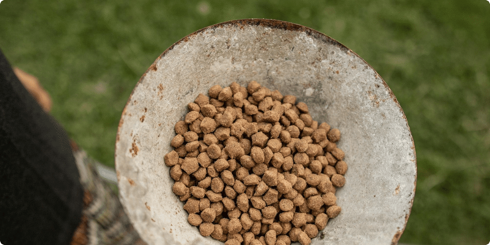 Comment choisir le bon distributeur pour votre chien ?