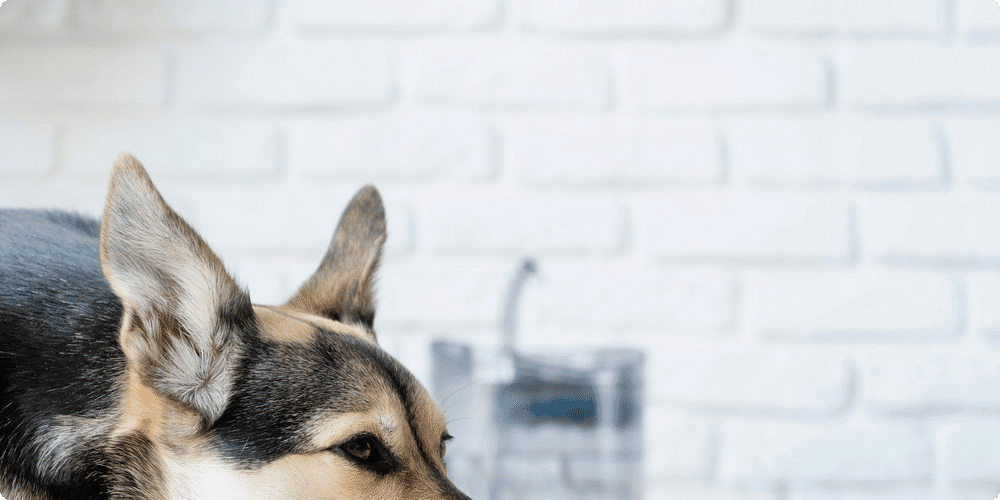 Comment choisir le bon distributeur pour votre chien