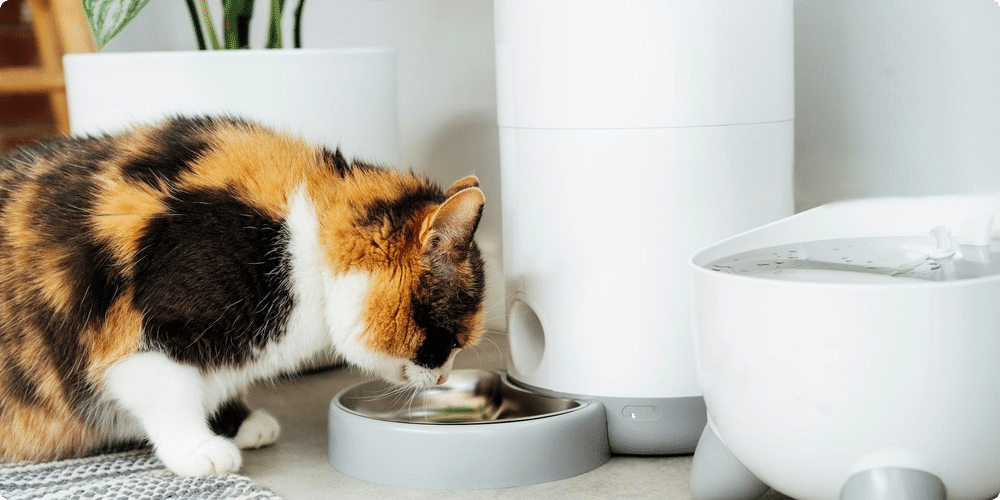 Astuces pour bien utiliser un distributeur de croquettes
